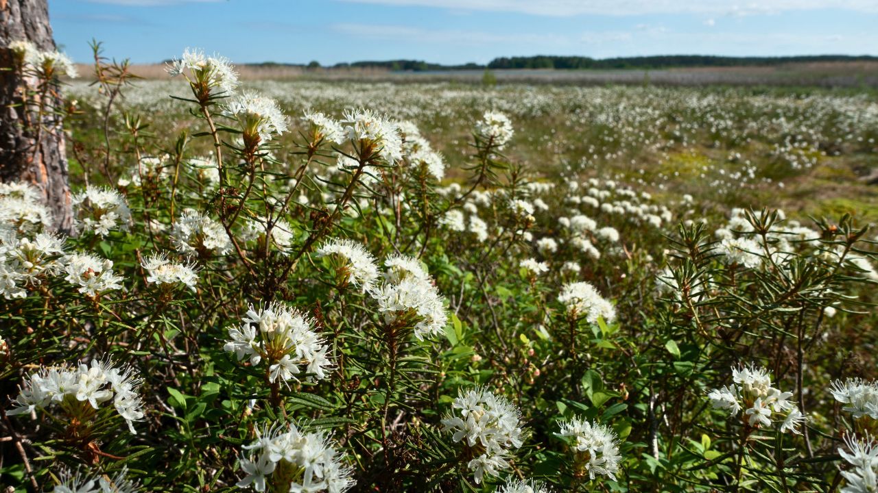 Hyvinkää